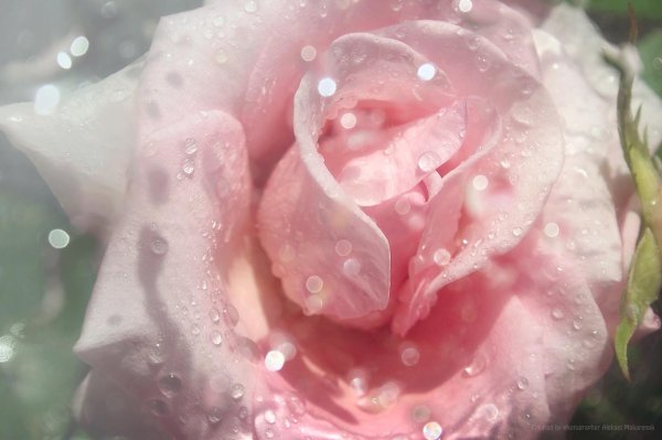 цветок в росе