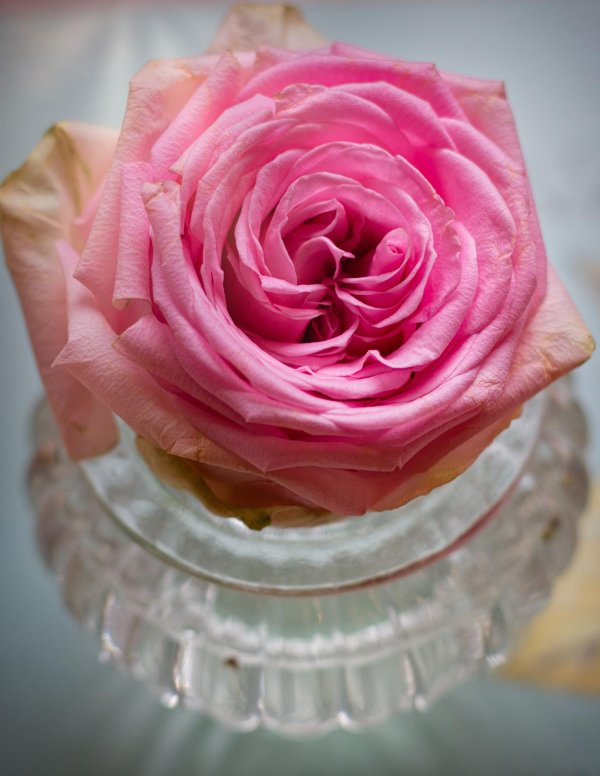 закрытая роза