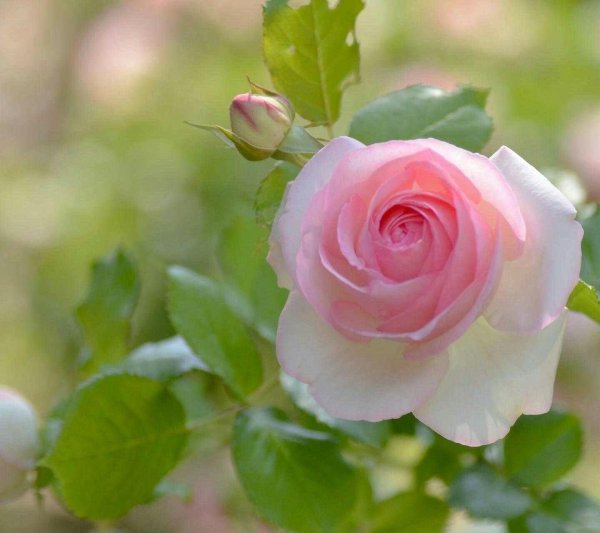 цветок розы