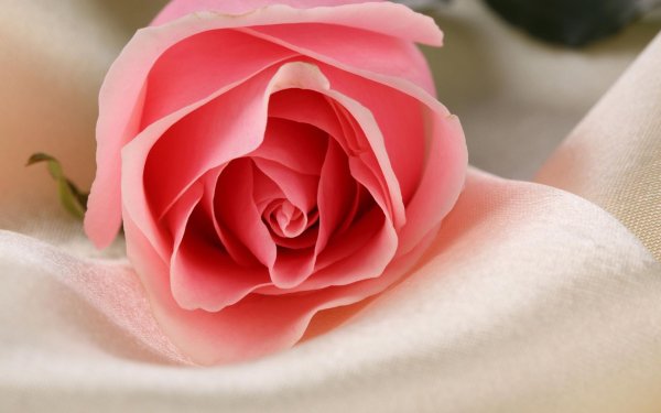 светло розовые розы