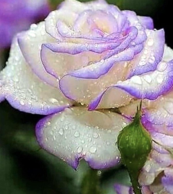 восхитительный цветок