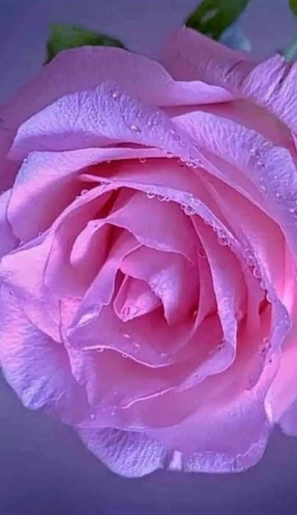 сиреневая роза