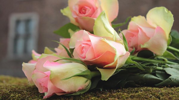 цветы розовые розы