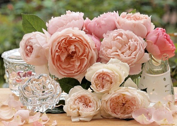 пионы дэвид остин