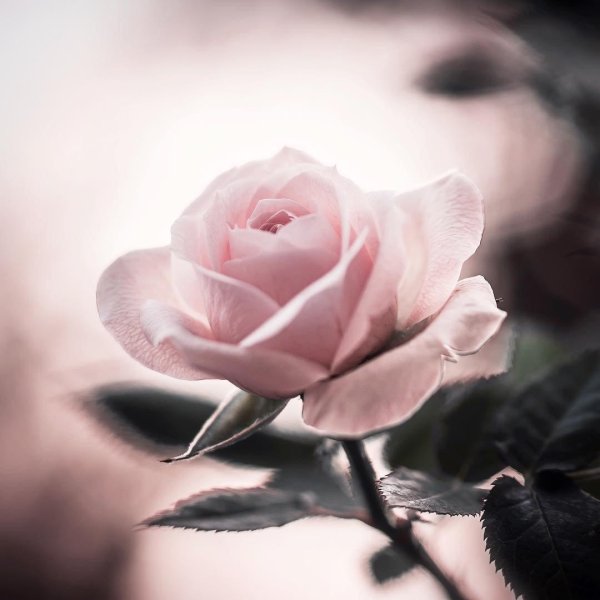 нежный цветок