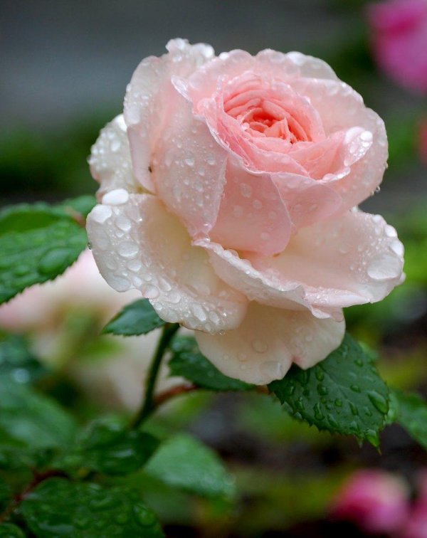 утренняя роза