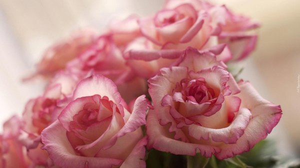 нежные розовые розы
