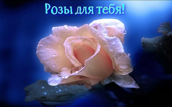 цветы нежность