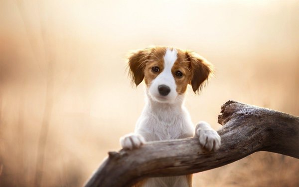 собака животное