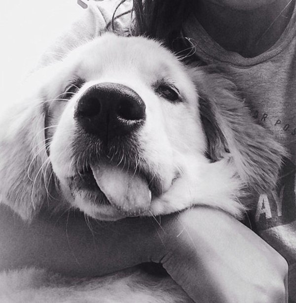 голден ретривер