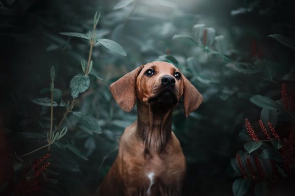 рыжая такса