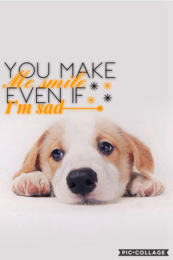 милые щеночки