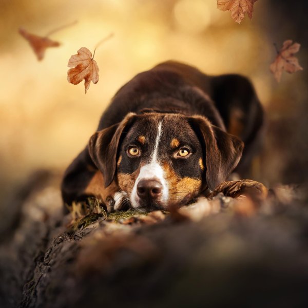 энтлебухер зенненхунд порода собак