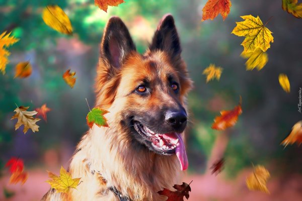 немецкая овчарка