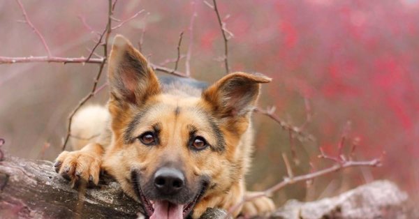 гарафийская овчарка