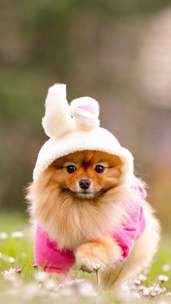 шпиц померанский