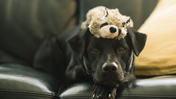 лабрадор черная