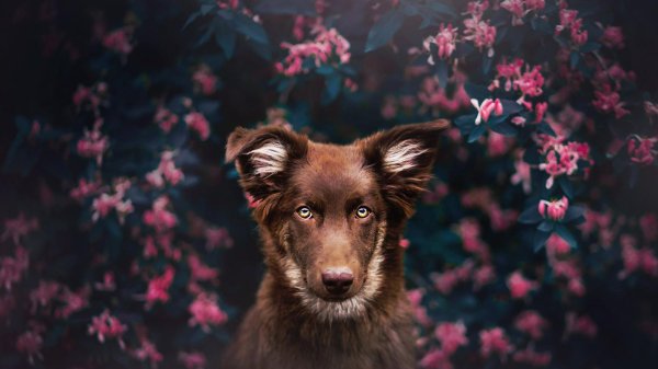 обои с собаками