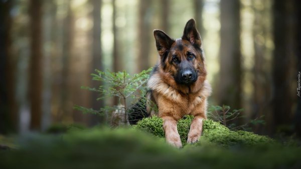 баварская овчарка shepherd