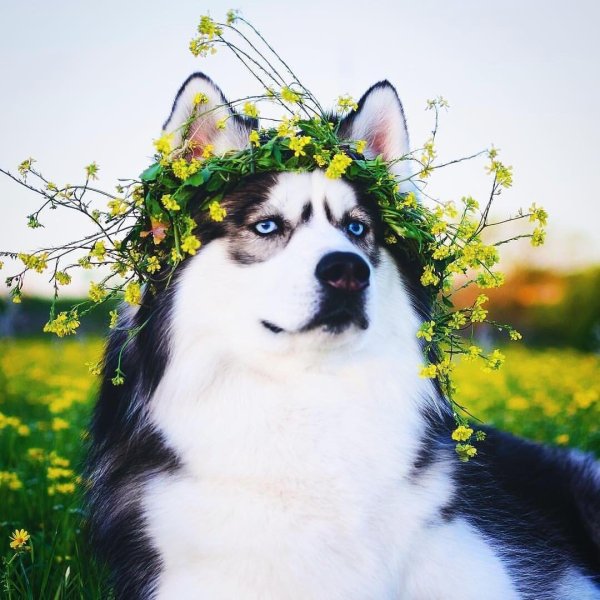 сибирский хаски