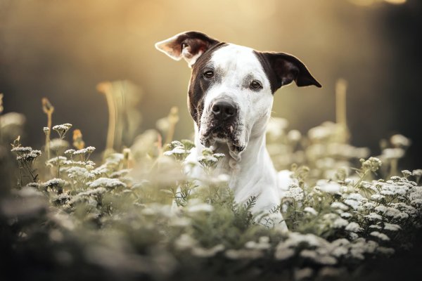 белый стаффордширский терьер