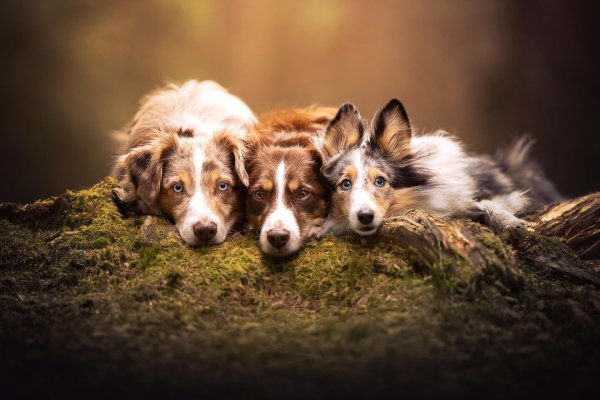 животные вместе