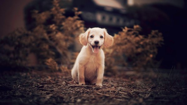 golden retriever puppy