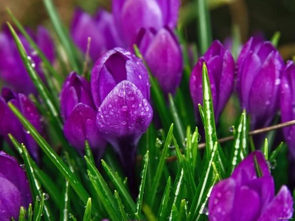 крокус весенний сиреневый