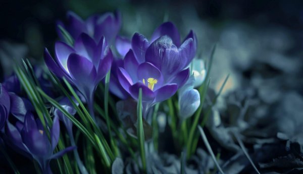 крокус перпл