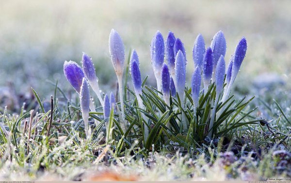 подснежники голубого цвета