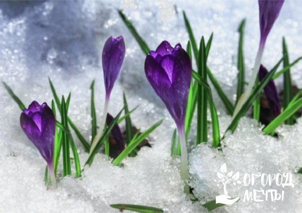 весенние крокусы