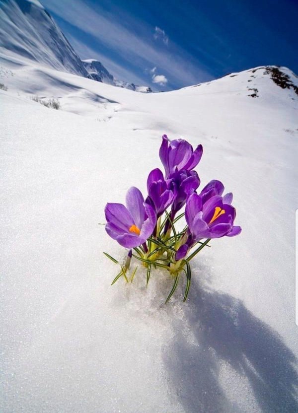 подснежники эдельвейсы