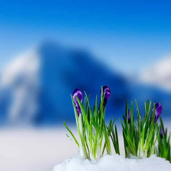 день подснежника