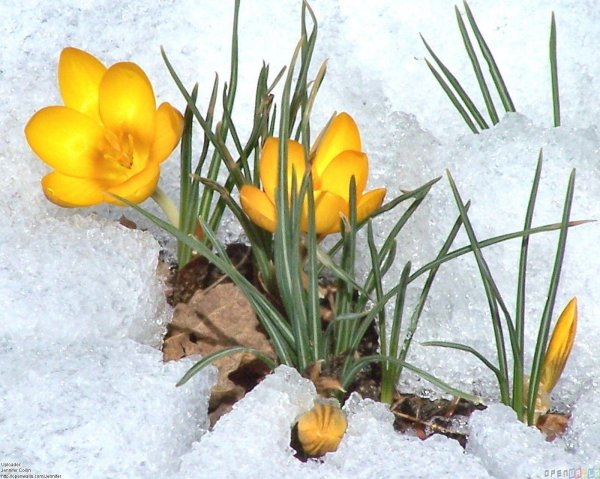 байчечекей гулу