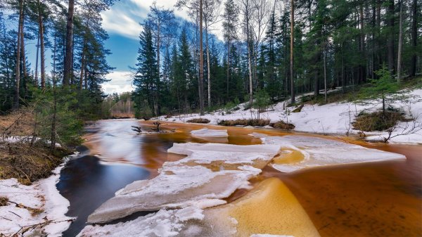весенний лес