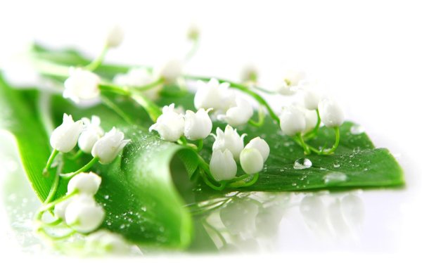 ландыши майские