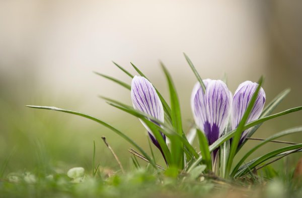 открытка с праздником весны