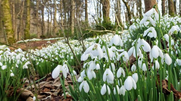 кандыки подснежники полянки
