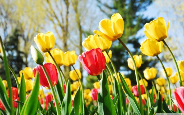 яркие тюльпаны