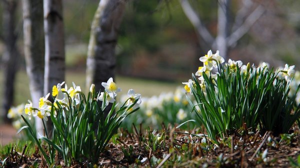 природа ранней весной