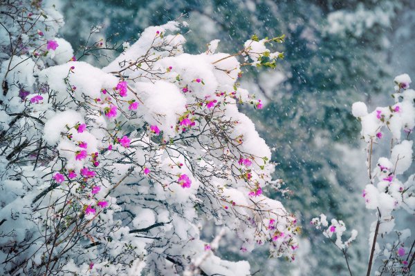 багульник зимой