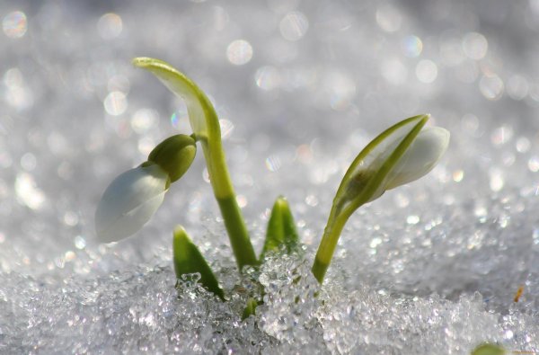 ранняя весна