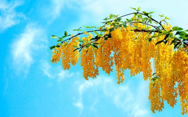 бобовник анагировидный