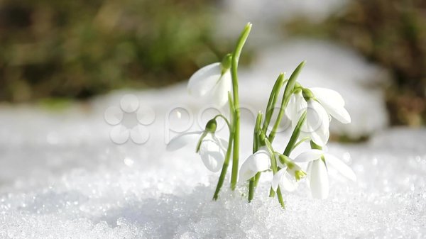 подснежник белый