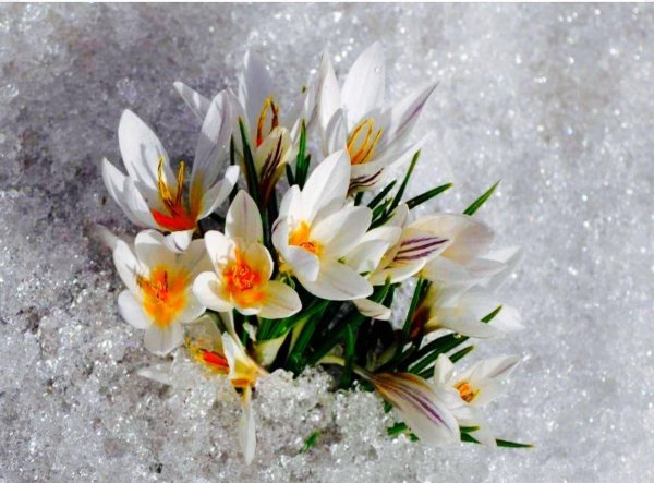 подснежники открытка