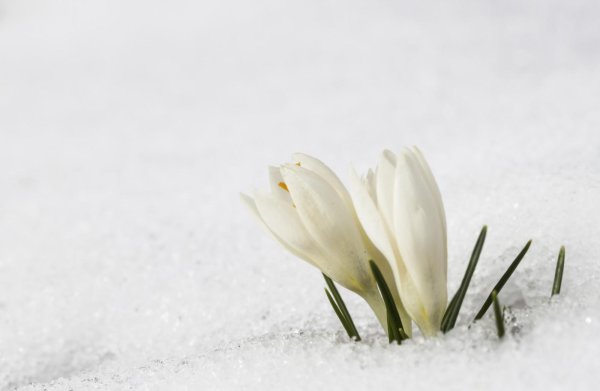 белые крокусы