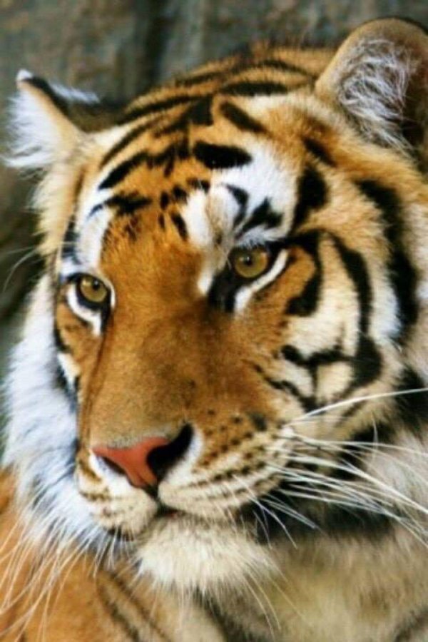 тигр животное