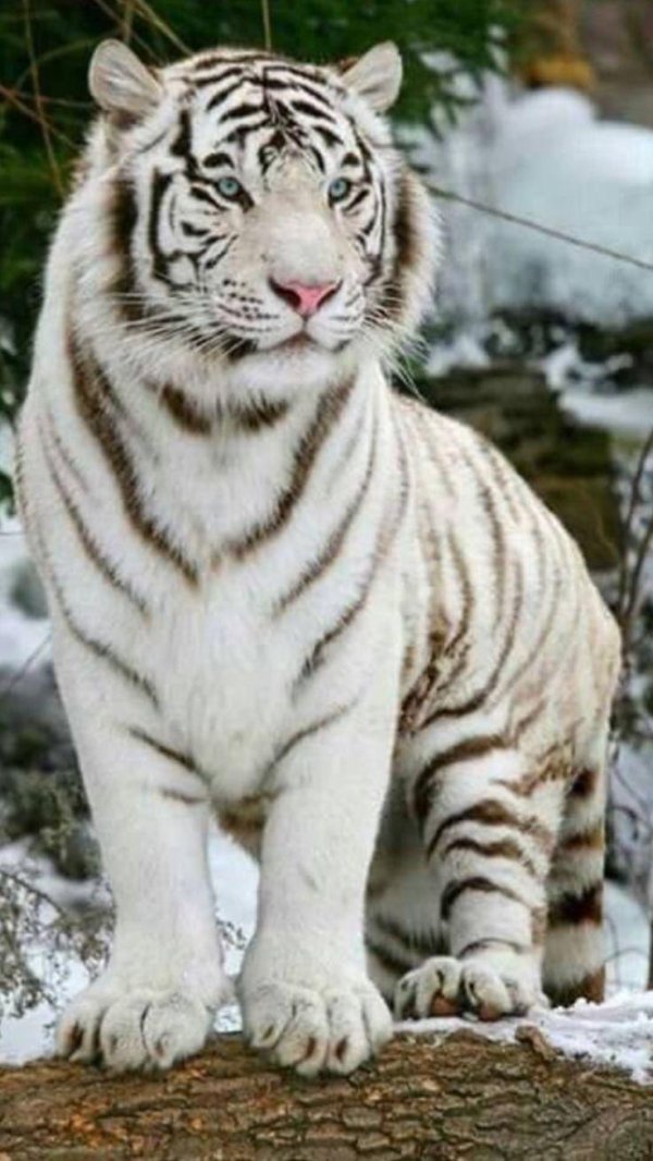 бенгальские тигры