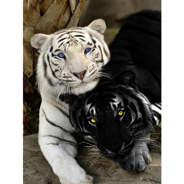 черные тигры