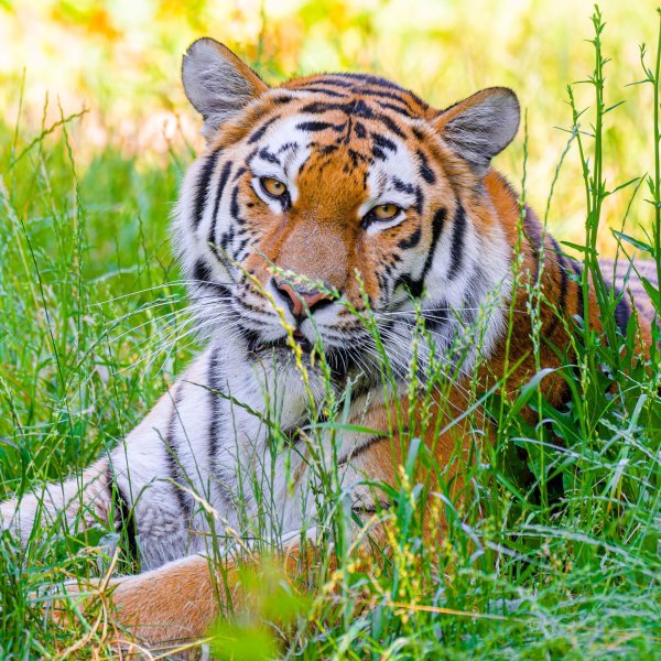 амурские тигры